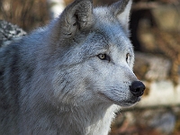 Arctic Wolf 068